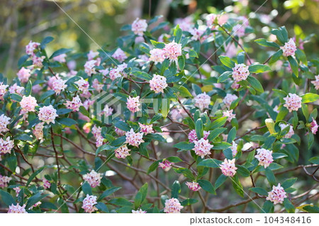 達芙妮花 達芙妮花 104348416