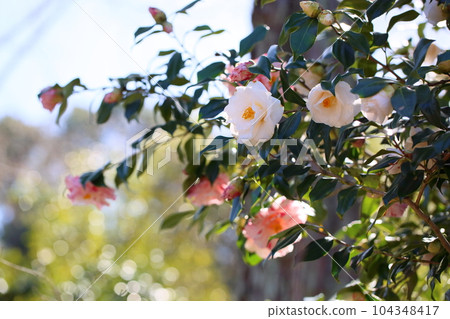 white camellia flower 104348417