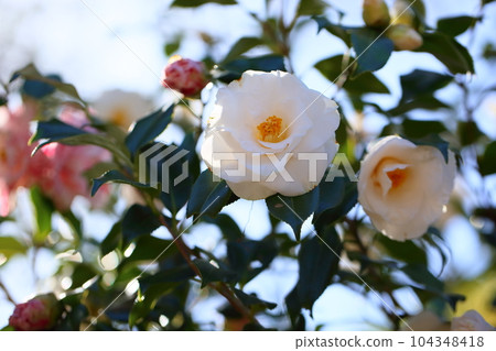 white camellia flower white camellia flower 104348418