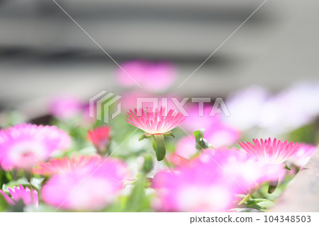 Livingston Daisy Livingston Daisy 104348503