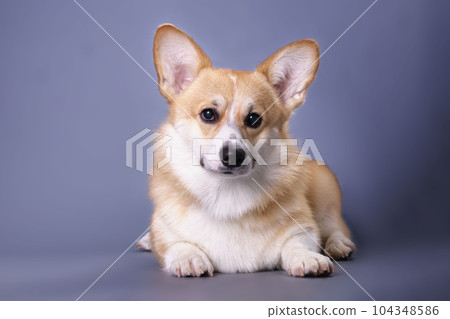 Funny playful young corgi on a dark blue background Funny playful young corgi on a dark blue background 104348586