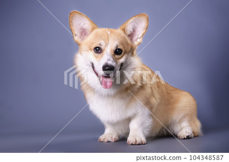A well-groomed corgi puppy looks into the camera on a dark blue background. Studio photo. The concept of pet care A well-groomed corgi puppy looks into the camera on a dark blue background. Studio photo. The concept of pet care 104348587