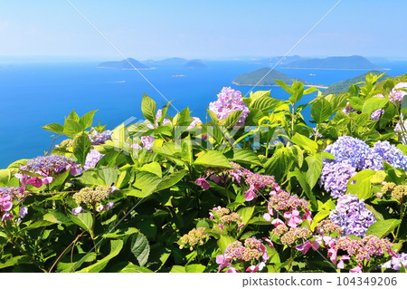 [Kagawa Prefecture] Hydrangea in full bloom in the rainy season (Mt. Shiude) and the islands of the Seto Inland Sea 104349206