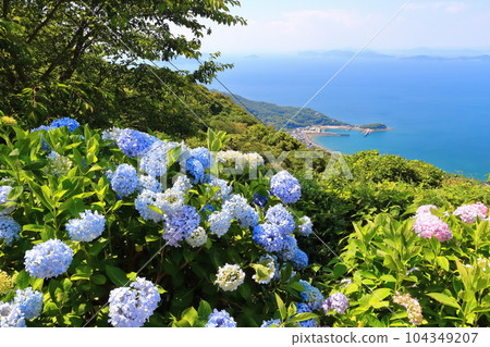[香川縣]雨季（秀德山）和瀨戶內海諸島盛開的繡球花 104349207
