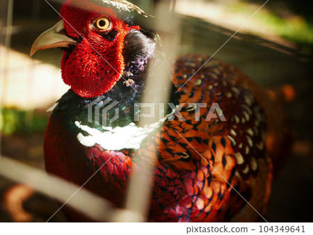 Common pheasant Phasianus colchius Ring-necked pheasant in the garden, grassland in early morning, or also known as pheasant chicken java indonesia Common pheasant Phasianus colchius Ring-necked pheasant in the garden, grassland in early morning, or also known as pheasant chicken java indonesia 104349641