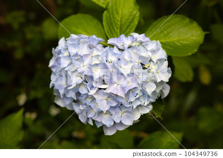 心形白色繡球花 104349736
