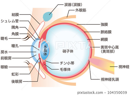 Structure of the eye Cross-sectional view Medicine Structure of the eye Cross-sectional view Medicine 104350039