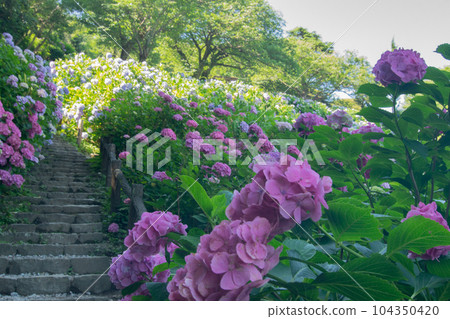 伊豆半島南端下田市下田公園內的繡球花群 104350420