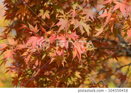 山紅秋葉,樹葉 山紅秋葉,樹葉 104350458