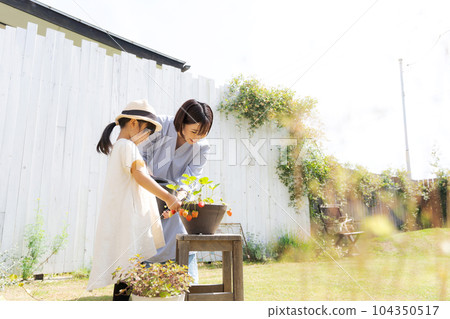 Photo of a parent and child growing strawberries 104350517