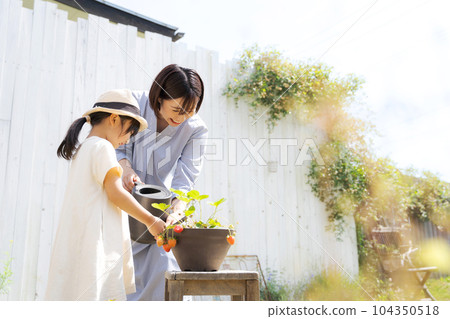 Photo of a parent and child growing strawberries Photo of a parent and child growing strawberries 104350518