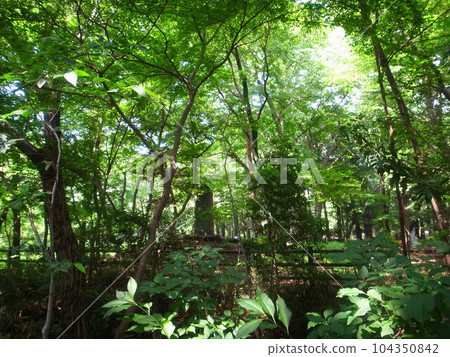 井之頭公園 井之頭公園 104350842