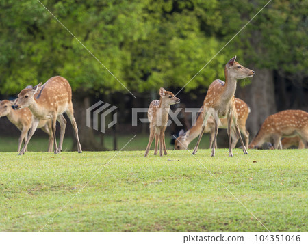 奈良公園的鹿家族 104351046