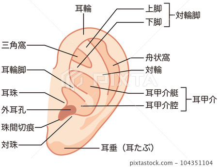 Formation of ears　Part names　Medical 104351104
