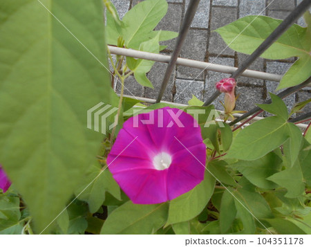 Morning glory Morning glory 104351178