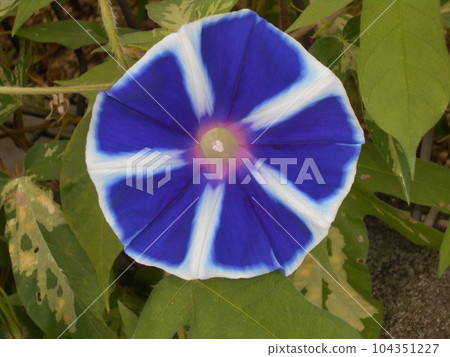 Morning glory Morning glory 104351227