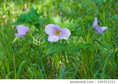 Pretty light purple Shiranaeoi flower Miwa Pretty light purple Shiranaeoi flower Miwa 104351252