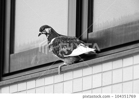 Pigeon clinging to the window frame monochrome 104351769