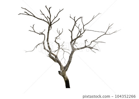Dead tree isolated on a white background, clipping path Dead tree isolated on a white background, clipping path 104352266