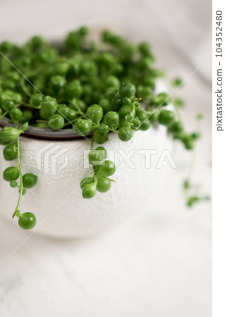 Potted Senecio Rowley house plant in white ceramic pot on a table indoors 104352480