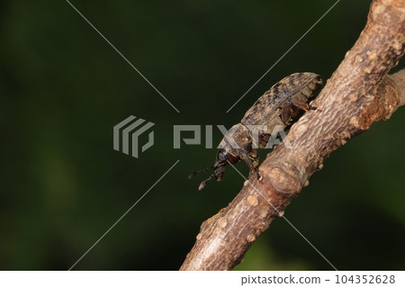 Creatures, insects, tsutsu weevil, as the name suggests, weevils like tea canisters. On the branches of the sawtooth oak in the thicket of early summer 104352628