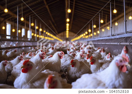 Chicken Farm Rural Agriculture and Poultry Production. created with Generative AI 104352810