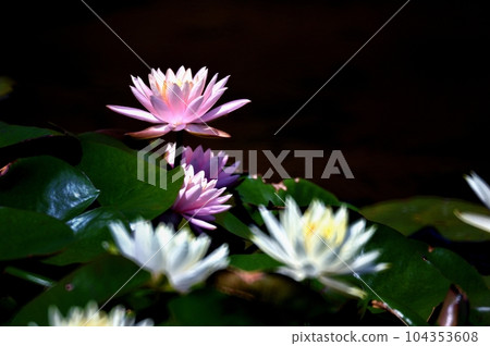 粉紅色和白色的睡蓮花 粉紅色和白色的睡蓮花 104353608