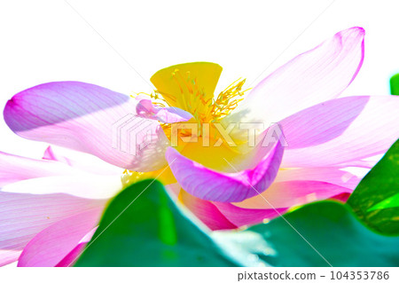 bright and beautiful lotus flower bright and beautiful lotus flower 104353786
