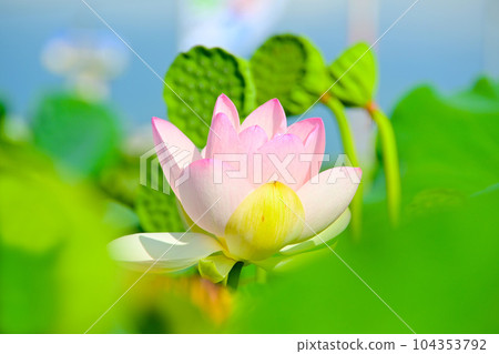 明亮美麗的蓮花 明亮美麗的蓮花 104353792