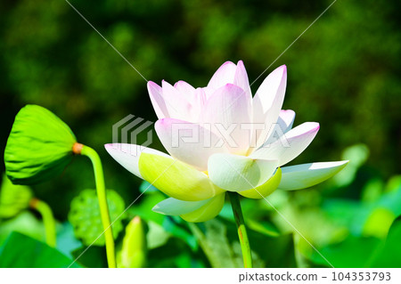明亮美麗的蓮花 明亮美麗的蓮花 104353793