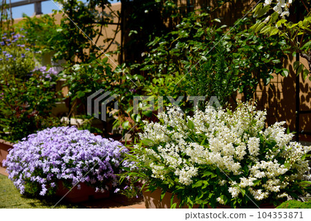 A sunny day in spring, the moss phlox and princess deutzia are in full bloom, and you can enjoy spring on the roof balcony 104353871