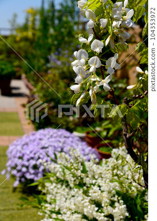 Spring scenery Japanese flower garden wisteria, princess deutzia, moss phlox 104353972