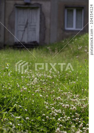 Abandoned rural house, yard overgrown with grass. Abandoned rural house, yard overgrown with grass. 104354124