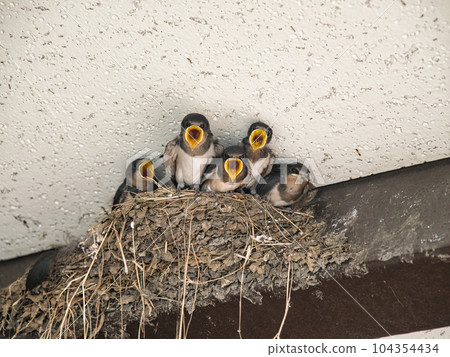 燕子的小雞 104354434
