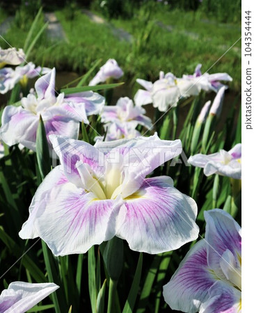 新潟縣阿賀野市 兵子湖 104354444