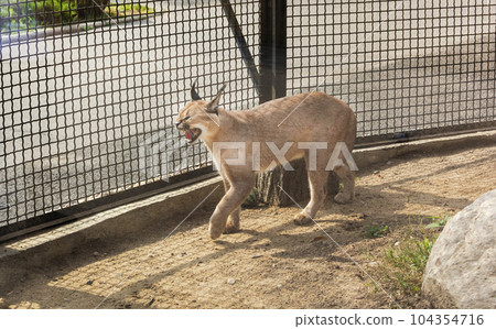 Caracal, Caracal walks on the sand in a cage, heat. Zoo in Europe Caracal, Caracal walks on the sand in a cage, heat. Zoo in Europe 104354716