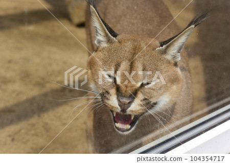 Steppe lynx, caracal in the zoo. Muzzle of a hissing and growling caracal 104354717
