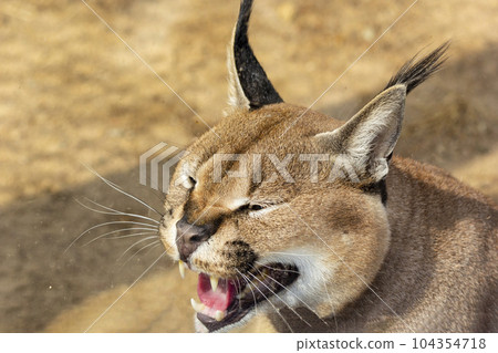 Steppe lynx, caracal in the zoo. Muzzle of a hissing and growling caracal 104354718