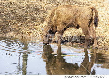 A bison walks around a zoo in Europe looking for food. summer, heat A bison walks around a zoo in Europe looking for food. summer, heat 104354722