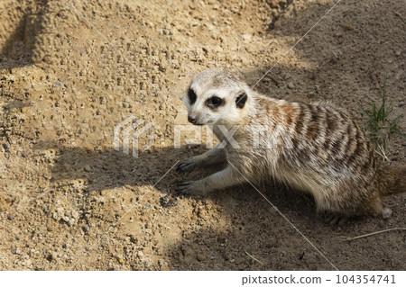 A young meerkat sits on the sand in the heat in a European zoo A young meerkat sits on the sand in the heat in a European zoo 104354741