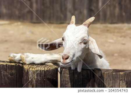 A funny interested white goat peeks out from behind a wooden fence. The concept of farming  104354743
