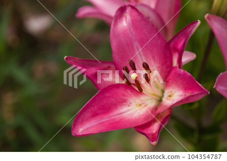 Lily Village Park in full bloom Lily Village Park in full bloom 104354787