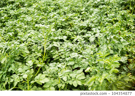 Potato beds. Potatoes grow in the garden. Life in the village. Potato beds. Potatoes grow in the garden. Life in the village. 104354877