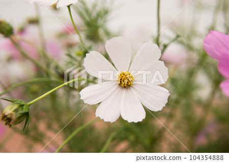 Beautiful pink flowers growing in the garden. Gardening concept, close-up. Beautiful pink flowers growing in the garden. Gardening concept, close-up. 104354888