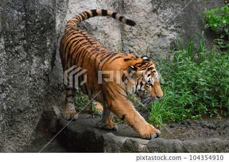 Amur tiger cub (1.5 years old) turning in the evening 104354910