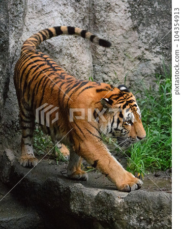 Amur tiger cub (1.5 years old) turning in the evening Amur tiger cub (1.5 years old) turning in the evening 104354913