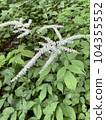 紅三葉草在田野和山上盛開 104355552