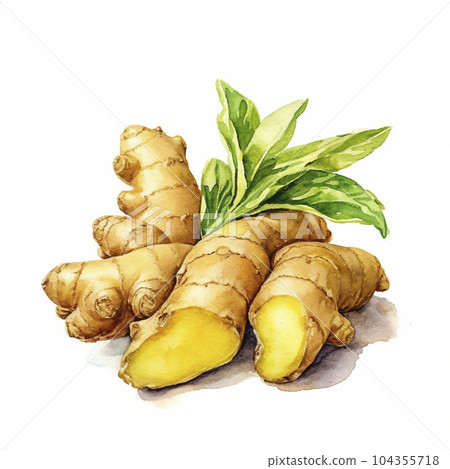 白底薑水彩畫“AI生成圖像” 104355718