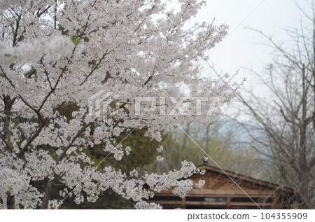 櫻桃樹 櫻桃樹 104355909