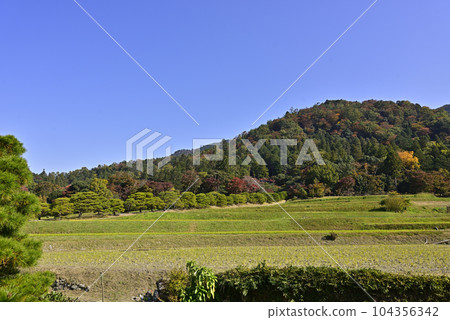 Shogakuin Nomiya pine tree and rural landscape 104356342
